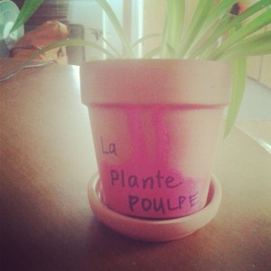 plante_poulpe